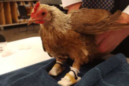 3D Printing | Prosthetic Feet | 3D Scanning